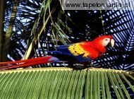 tropical perch