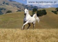 galloping white stallion