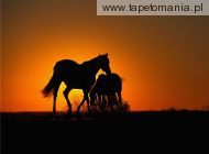 thoroughbred horses at sunset