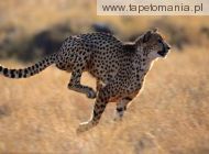 Gepard 4