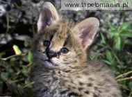 african serval kitten