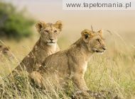female lion cubs