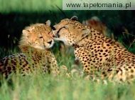 grooming cheetahs