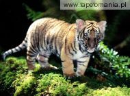 indochinese tiger cub