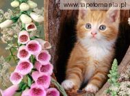 Ginger Cat and Foxgloves