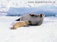 harp seal mom with whitecoat, 
