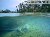 west indian manatee, 