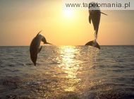 delfiny i