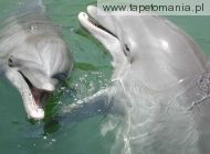 dolphins close l