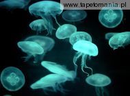Drifters Jellyfish