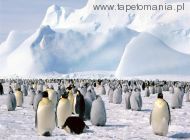 emperor penguins l