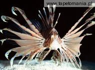 Red Volitans Lionfish, 