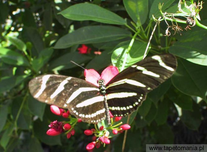 butterfly 002, Tapety Motyle, Motyle tapety na pulpit, Motyle
