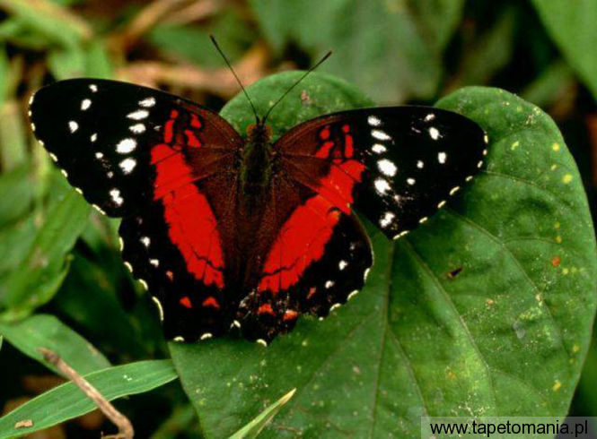 butterfly 007, Tapety Motyle, Motyle tapety na pulpit, Motyle