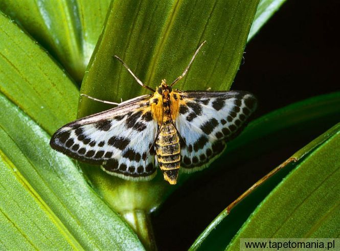 butterfly 022, Tapety Motyle, Motyle tapety na pulpit, Motyle