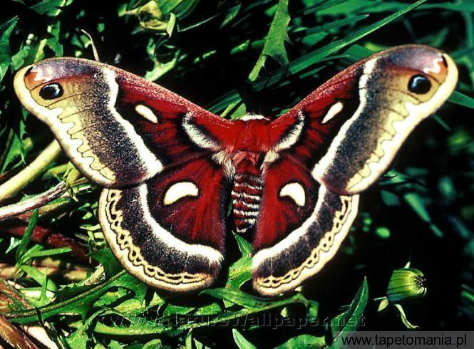 butterfly 22, Tapety Motyle, Motyle tapety na pulpit, Motyle