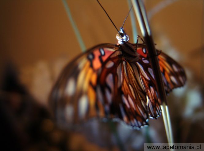 butterfly 27, Tapety Motyle, Motyle tapety na pulpit, Motyle