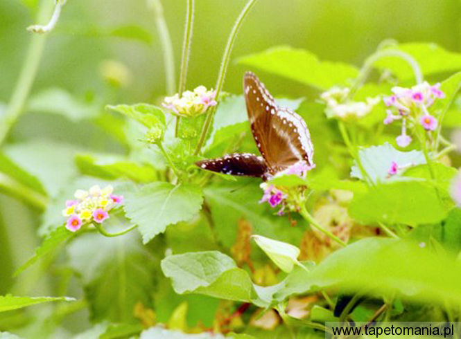 butterfly 65, Tapety Motyle, Motyle tapety na pulpit, Motyle