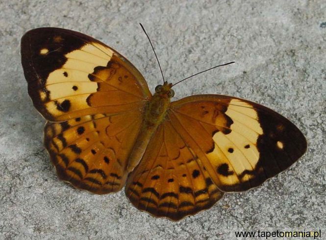 butterfly 7, Tapety Motyle, Motyle tapety na pulpit, Motyle