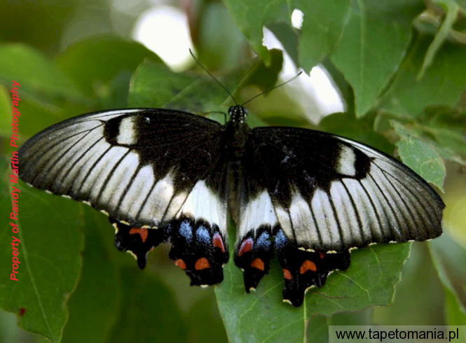 butterfly 9, Tapety Motyle, Motyle tapety na pulpit, Motyle