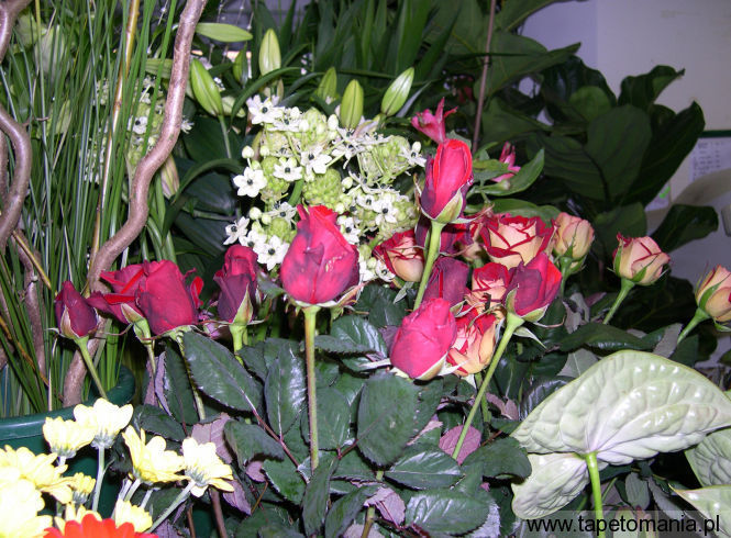 roses 33, Tapety Kwiaty, Kwiaty tapety na pulpit, Kwiaty
