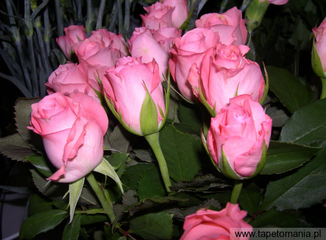 roses 34, Tapety Kwiaty, Kwiaty tapety na pulpit, Kwiaty
