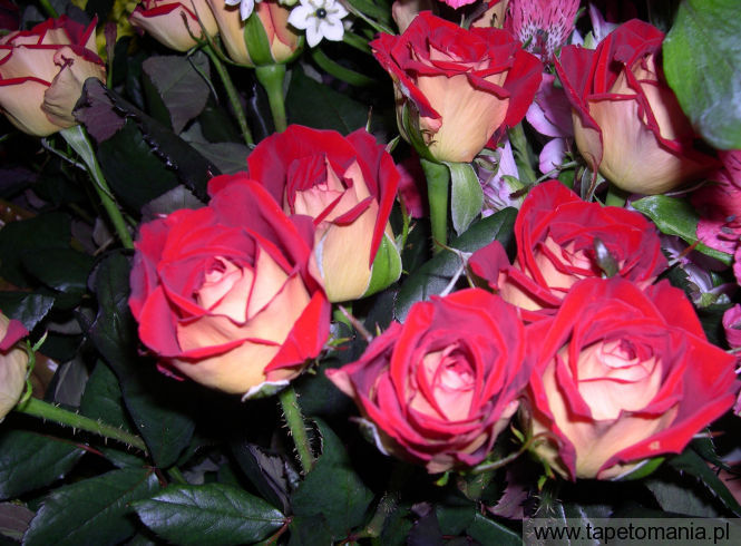 roses 39, Tapety Kwiaty, Kwiaty tapety na pulpit, Kwiaty