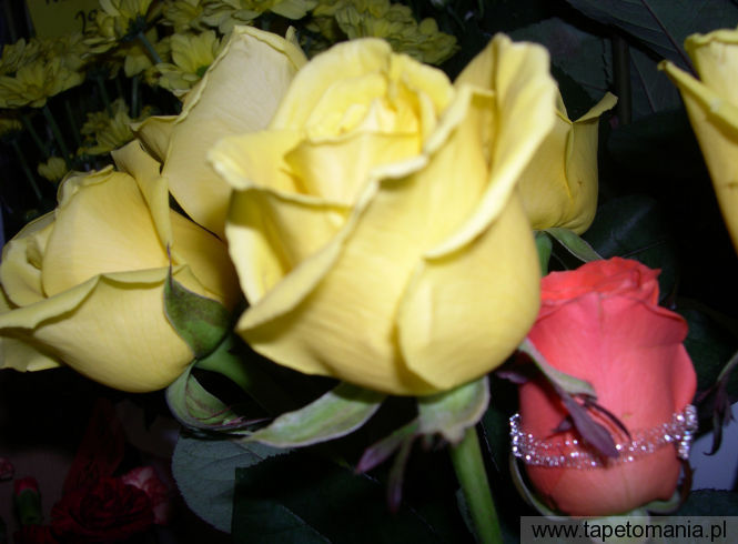 roses 4, Tapety Kwiaty, Kwiaty tapety na pulpit, Kwiaty