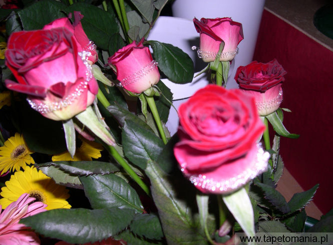 roses 43, Tapety Kwiaty, Kwiaty tapety na pulpit, Kwiaty