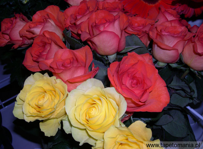 roses 7, Tapety Kwiaty, Kwiaty tapety na pulpit, Kwiaty