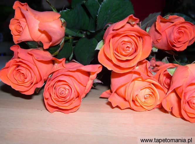 roses 9, Tapety Kwiaty, Kwiaty tapety na pulpit, Kwiaty