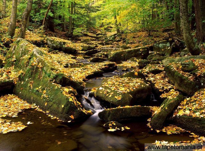 Allegheny State Park in Fall, New York, Tapety Widoki, Widoki tapety na pulpit, Widoki