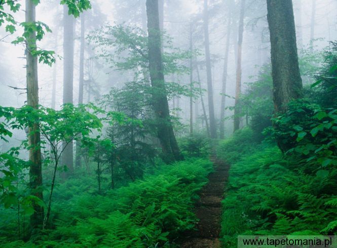 Appalachian Trail Along Foggy Ridge, Smoky Mountains, Tennessee, Tapety Widoki, Widoki tapety na pulpit, Widoki