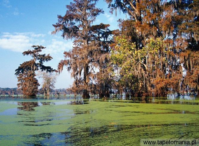 Atchafalaya Basin, Louisiana, Tapety Widoki, Widoki tapety na pulpit, Widoki