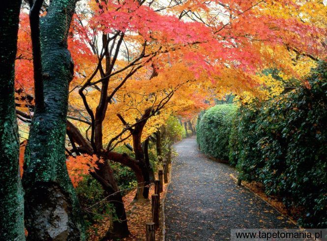 Autumn Colors, Kyoto, Japan, Tapety Widoki, Widoki tapety na pulpit, Widoki