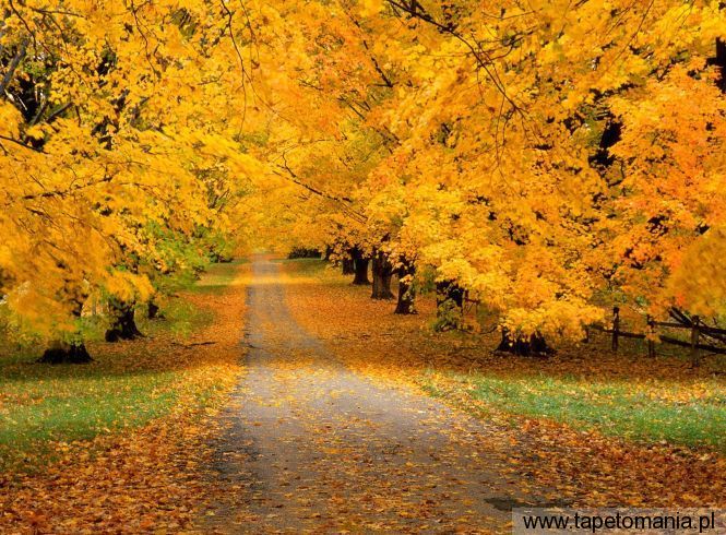 Autumn Covered Road, Tapety Widoki, Widoki tapety na pulpit, Widoki