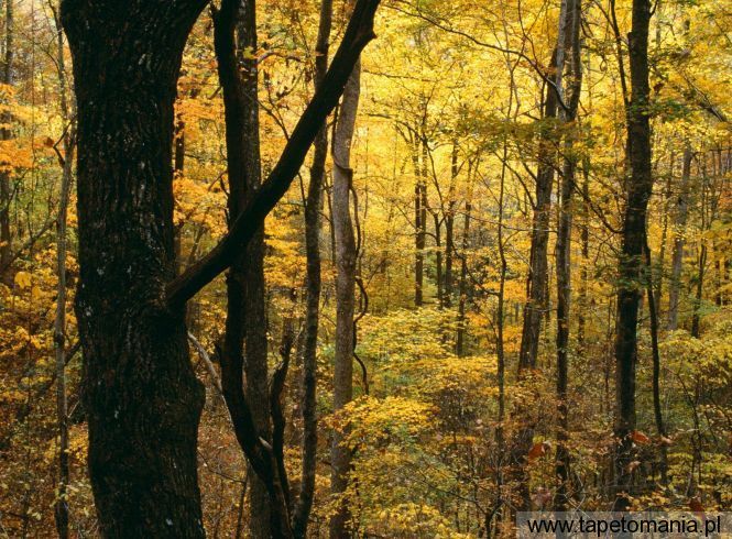 Autumn Forest, Great Smoky Mountains National Park, Tennessee, Tapety Widoki, Widoki tapety na pulpit, Widoki
