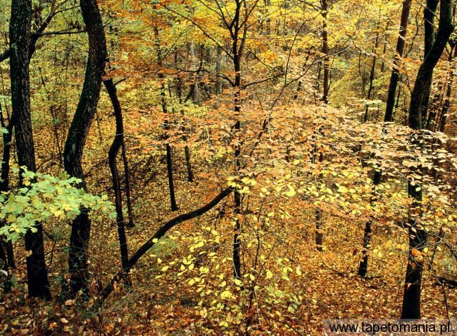 Autumn Forest, Percy Warner Park, Nashville, Tennessee, Tapety Widoki, Widoki tapety na pulpit, Widoki