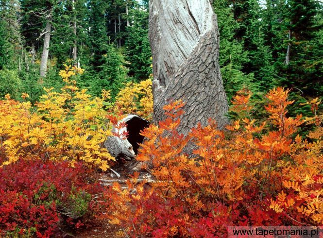 Autumn Heather Meadows North Cascades Washington, Tapety Widoki, Widoki tapety na pulpit, Widoki