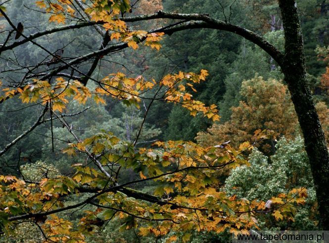Autumn Maple, Great Smoky Mountains, Tennessee, Tapety Widoki, Widoki tapety na pulpit, Widoki