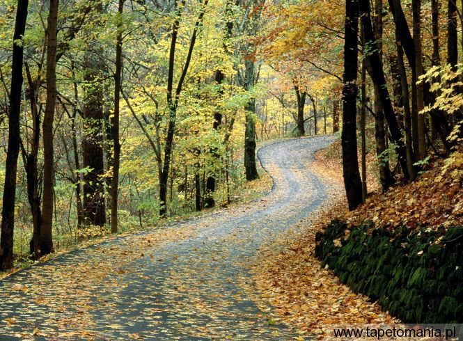 Autumn Road, Percy Warner Park, Nashville, Tennessee, Tapety Widoki, Widoki tapety na pulpit, Widoki