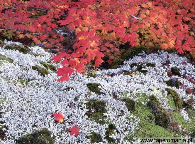 Autumn Vine Maple and Lichens, Tapety Widoki, Widoki tapety na pulpit, Widoki