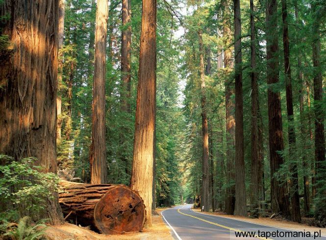 Avenue of the Giants, Humboldt RedwoodState Park, California, Tapety Widoki, Widoki tapety na pulpit, Widoki