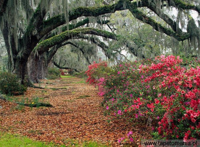 Azaleas and Live Oaks, Magnolia Plantation, Charleston, Sout, Tapety Widoki, Widoki tapety na pulpit, Widoki