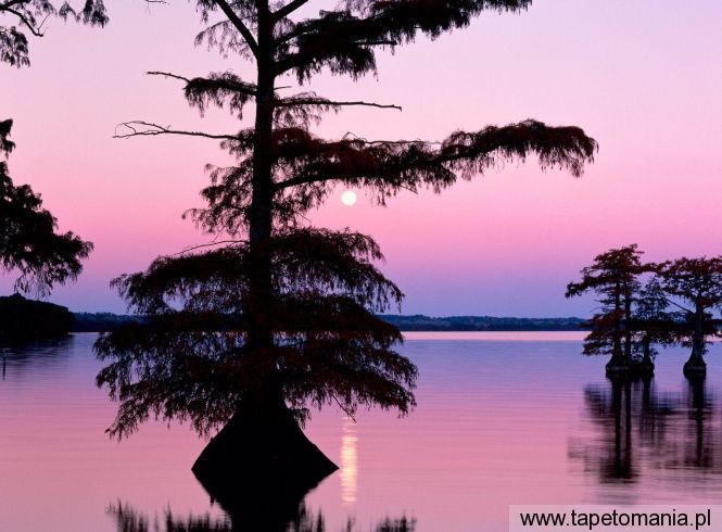 Bald Cyprus Trees, Reelfoot Lake, Tennessee, Tapety Widoki, Widoki tapety na pulpit, Widoki