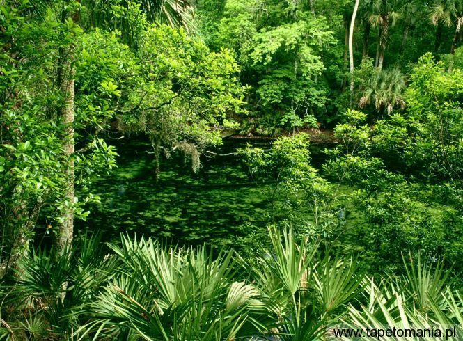 Blue Spring State Park, Florida, Tapety Widoki, Widoki tapety na pulpit, Widoki