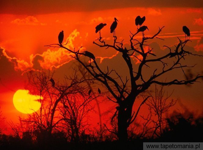Botswana Sunset, Africa, Tapety Widoki, Widoki tapety na pulpit, Widoki
