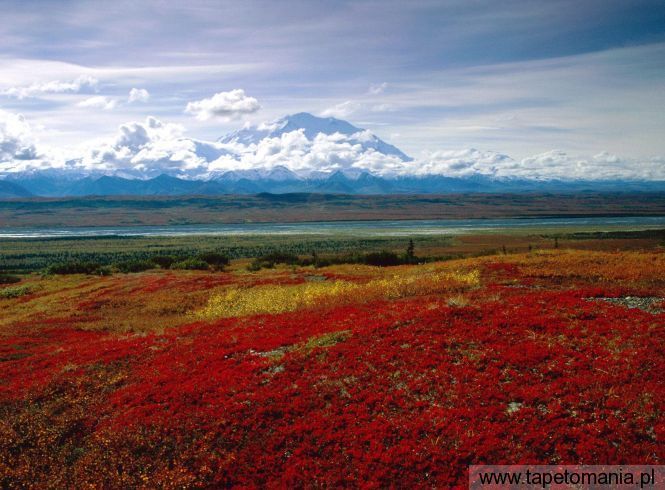 Brilliant Colors of Denali National Park, Alaska, Tapety Widoki, Widoki tapety na pulpit, Widoki