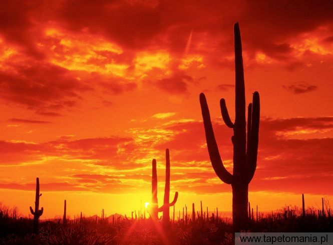 Burning Sunset, Saguaro National Park  Arizona, Tapety Widoki, Widoki tapety na pulpit, Widoki