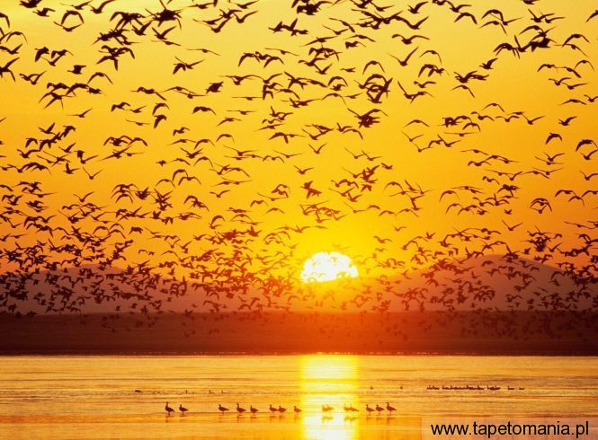 Canada Geese, Tule Lake, National Wildlife Refuge, California, Tapety Widoki, Widoki tapety na pulpit, Widoki